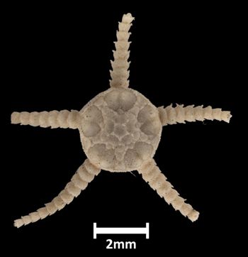 Media type: image;   Invertebrate Zoology OPH-595 Aspect: dorsal